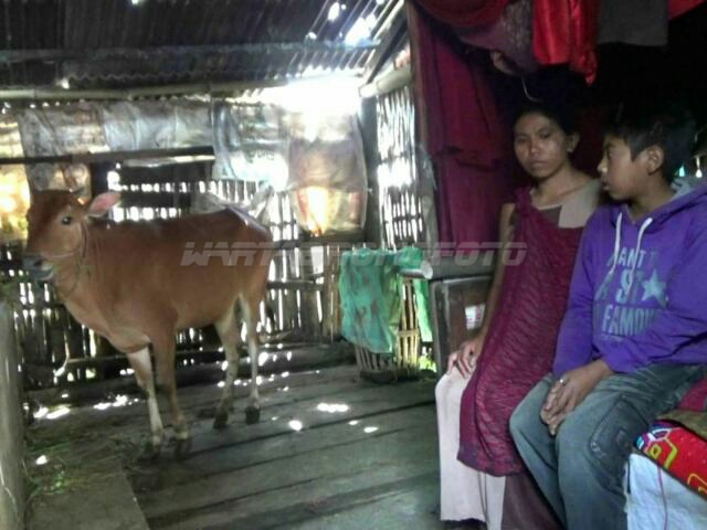Keluarga hidup di kandang sapi. Foto: Sundari AW
