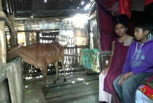 Keluarga di Kecamatan Sumber, Kabupaten Probolinggo berbagi rumah tinggal dengan sapi. Foto: Sundari AW