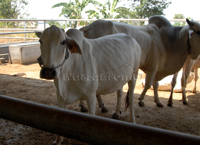 Lokasi pembibitan sapi unggul di UPTD Budidaya Ternak milik Dinas Peternakan Kabupaten Pasuruan
