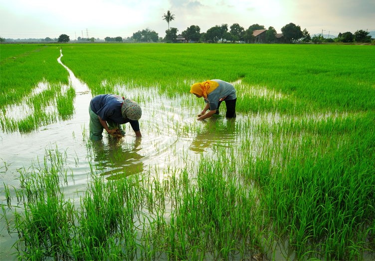 -dua-orang-petani