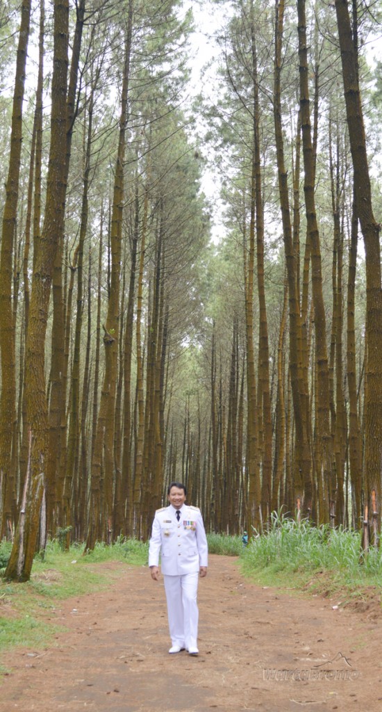 hutan pinus tutur