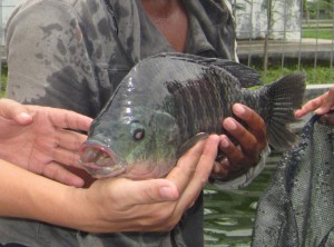 ikan nila hitam pasuruan