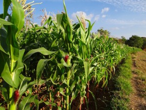 jagung