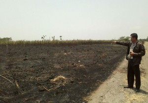 lahan tebu terbakar