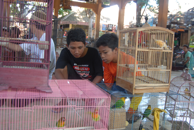 pasar burung kebonagung