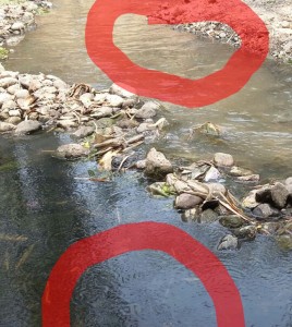 pencemaran sungai wangi3