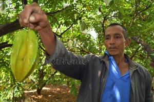 petani belimbing