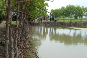 tambak bakau