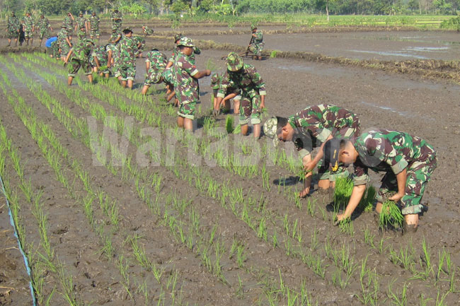 tni-tandur-padi