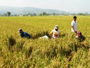 harga beras petani