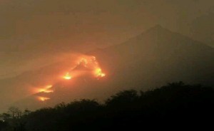 Tampak kondisi hutan kawasan Tahura yang terbakar. WARTABROMO / kang jody