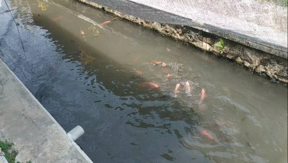 Satpam di Sekargadung Sulap Sungai Kumuh Jadi Tempat Budidaya Ikan