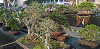 Melihat Kontes Bonsai Nasional di Kota Pasuruan, Harga Bisa Tembus Setengah Milyar
