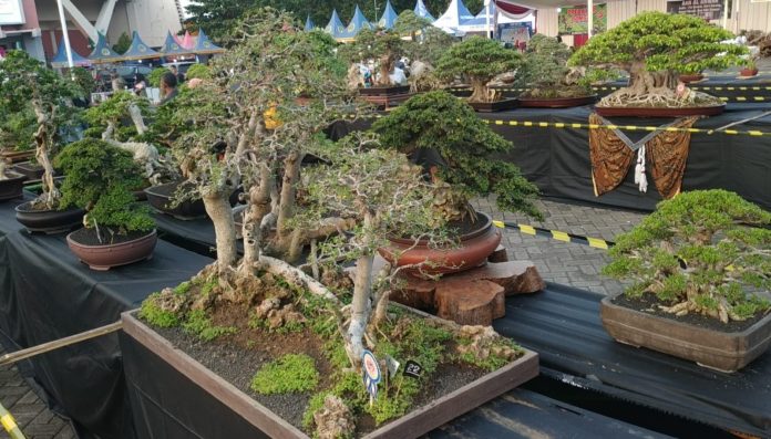 Melihat Kontes Bonsai Nasional di Kota Pasuruan, Harga Bisa Tembus Setengah Milyar