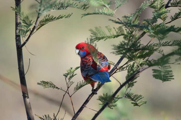 Waduh! Kicauan Burung Beo Bongkar Perselingkuhan hingga Pembunuhan