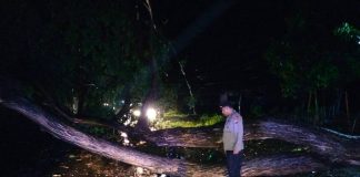 Cuaca Ekstrem di Probolinggo, Belasa Pohon Tumbang, 1 Rumah Ambruk 