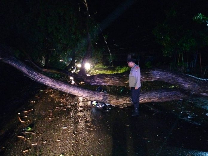 Cuaca Ekstrem di Probolinggo, Belasa Pohon Tumbang, 1 Rumah Ambruk 
