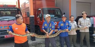 Sanca 4 Meter Ditemukan di Perumahan Sekar Indah