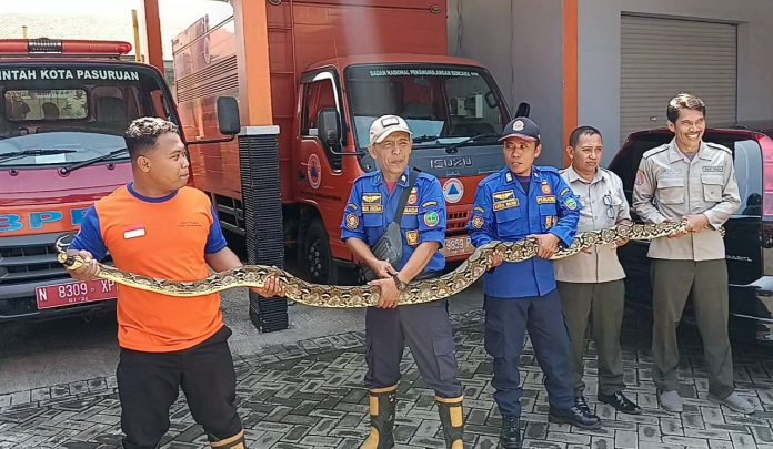 Sanca 4 Meter Ditemukan di Perumahan Sekar Indah