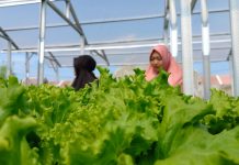 Manisnya Bisnis Sayuran Hidroponik