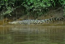 Penampakan Buaya Muara Gegerkan Warga Bayeman
