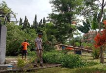 Catat! Potong Pohon Sembarangan di Kraksaan Bisa Didenda