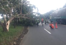 Angin kencang pohon tumbang