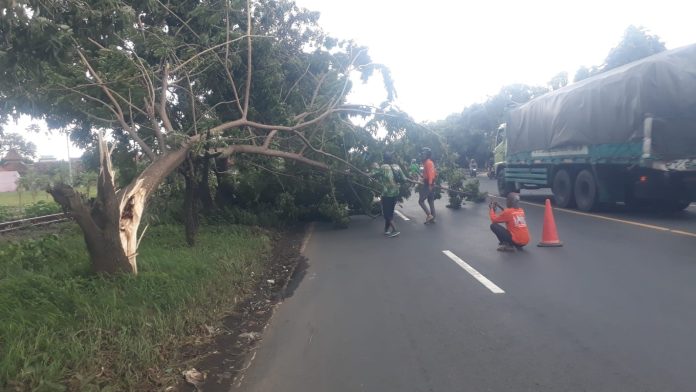 Angin kencang pohon tumbang