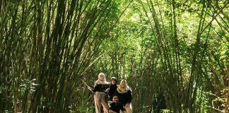 Hutan Bambu Lumajang
