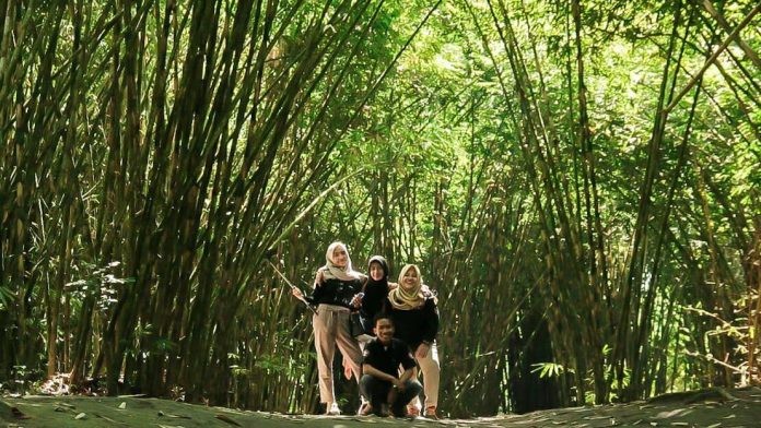 Hutan Bambu Lumajang
