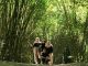 Hutan Bambu Lumajang