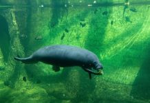 Mitos Air Mata Dugong dan Ikan Duyung yang Dipercaya Masyarakat di Seluruh Dunia