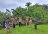 Dampak Angin Kencang di Pasuruan: Belasan Pohon Tumbang, Dua Orang Terluka