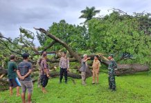 Dampak Angin Kencang di Pasuruan: Belasan Pohon Tumbang, Dua Orang Terluka
