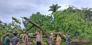 Dampak Angin Kencang di Pasuruan: Belasan Pohon Tumbang, Dua Orang Terluka