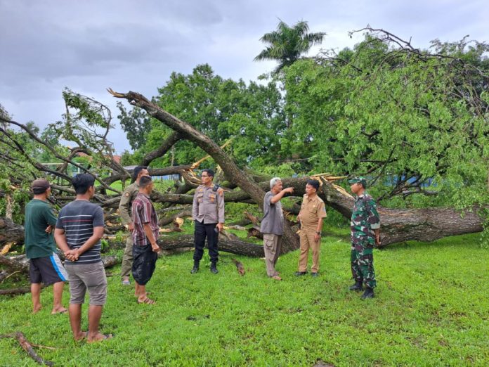 Dampak Angin Kencang di Pasuruan: Belasan Pohon Tumbang, Dua Orang Terluka