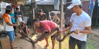 Ular 5 Meter Tertangkap hingga 3 Kecamatan Tersepi di Kab Pasuruan | Koran Online 16 Jun