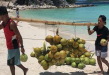 Inilah 4 Kecamatan Penghasil Kelapa Terbanyak di Kabupaten Pasuruan