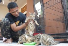 Nggak Susah! Gini Lho Tips Merawat Kucing Bengal