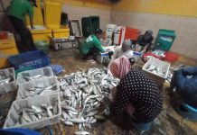 Ikan Tembang Jadi Ikan Tangkapan Terbanyak Nelayan Kota Pasuruan