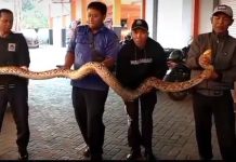 Ular Piton 4 Meter Gegerkan Warga Perumahan di Kota Pasuruan