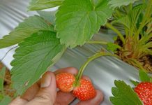 Mengunjungi Kebun Strawberry di Tosari, Wisatawan Bisa Petik Sendiri
