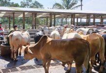 Penyakit LDS Sapi di Pasuruan Menyebar di 18 Kecamatan, Sudah 325 Ekor Sapi Terserang