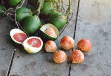 Kebun Penghasil Pinang Terbanyak di Lumajang Ternyata Ada di 3 Kecamatan Ini!