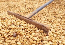 Ini 3 Kecamatan Penghasil Kopi Robusta Terbanyak di Lumajang