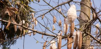 Kecamatan Pemilik Kebun Penghasil Kapuk Randu Terbanyak di Pasuruan