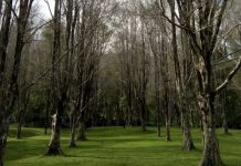 3 Kebun Cengkeh Terluas di Lumajang, Ini Daftar Kecamatannya!