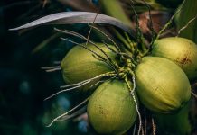Ini 3 Kecamatan Pemilik Kebun Kelapa Terbesar di Pasuruan
