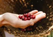 Kecamatan Pemilik Kebun Kopi Terbesar di Pasuruan yang Jarang Diketahui
