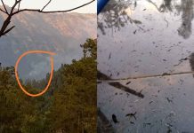 Bukit Timur Sapikerep Bromo Kebakaran